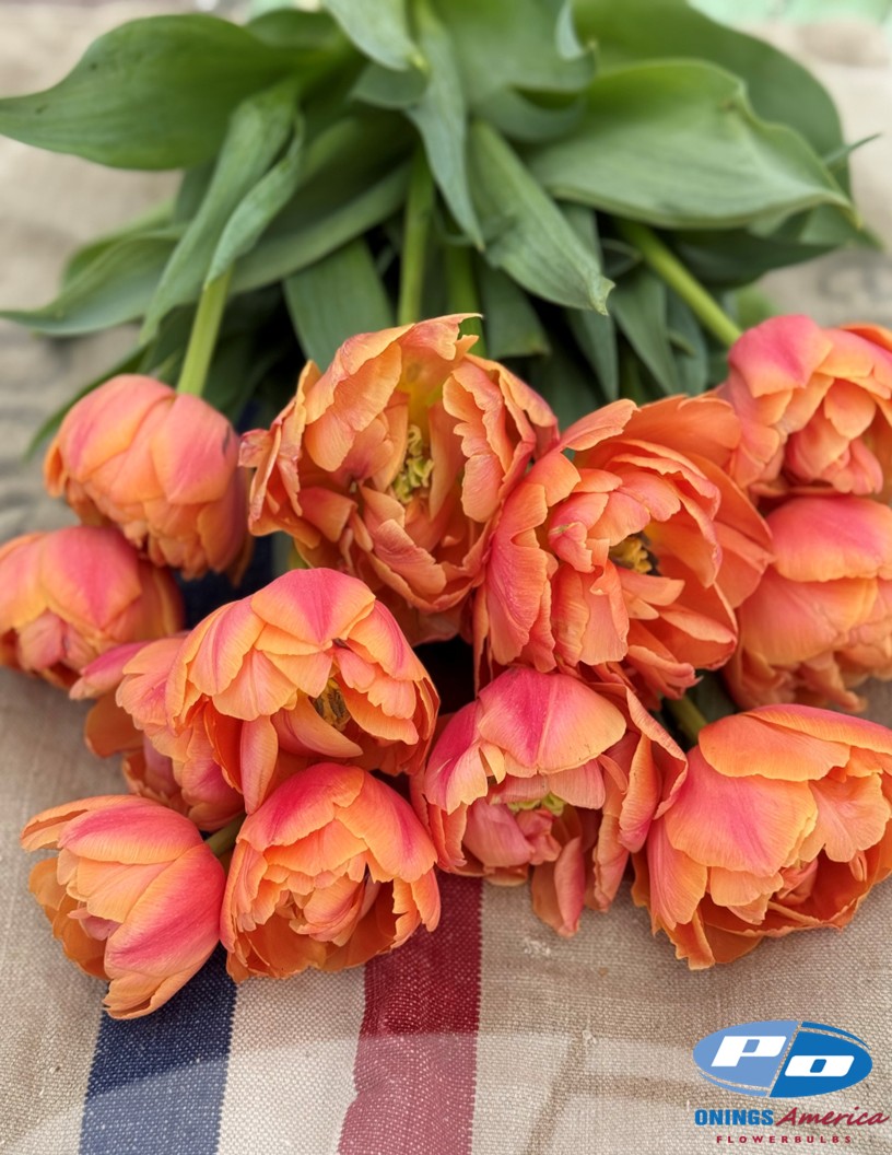 Formula One - Tulips Photo #2