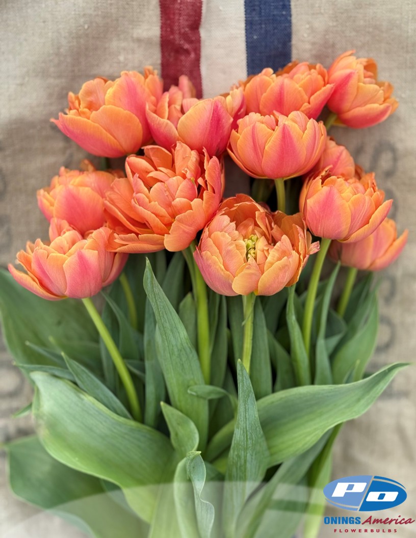 Formula One - Tulips Photo #1