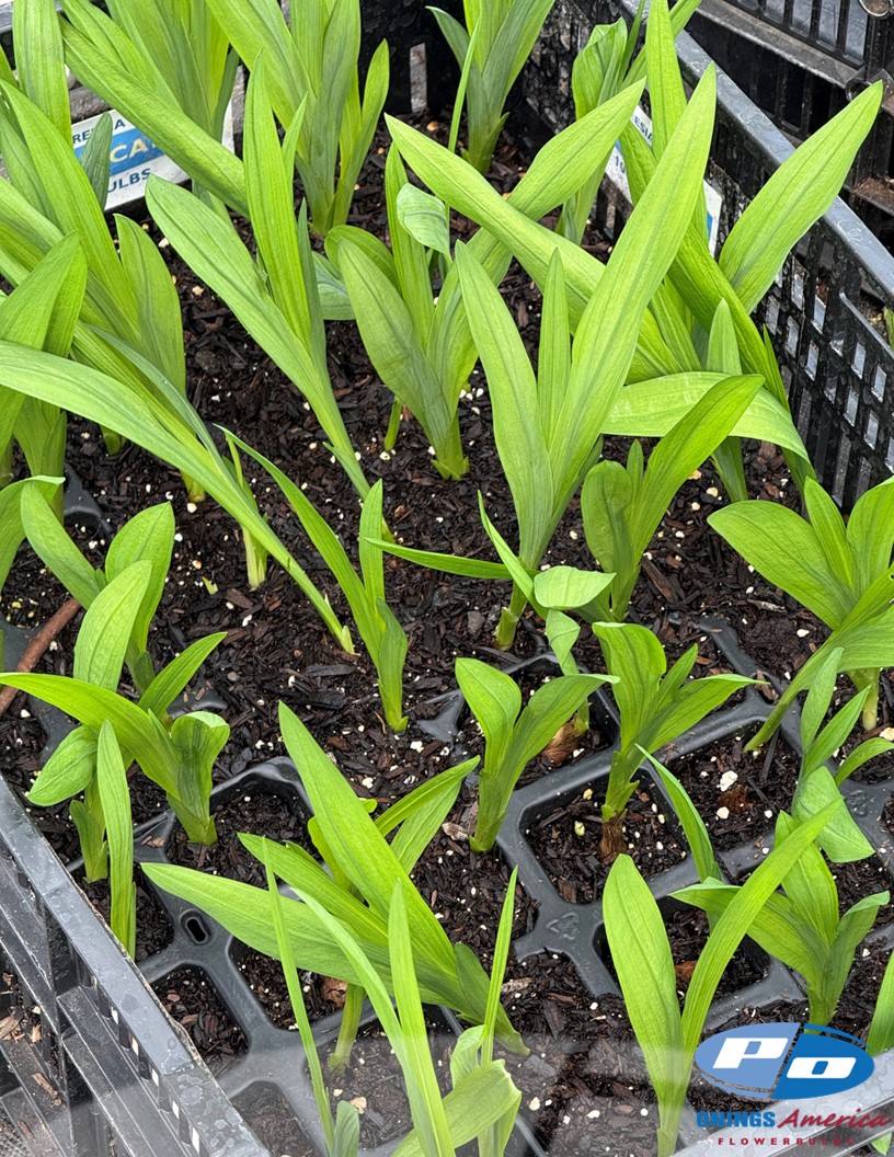 Freesia Growing Tip - Freesia Photo #2