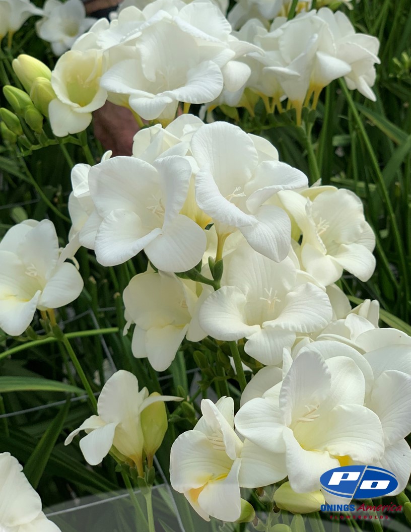 Corvette - Freesia Photo #2