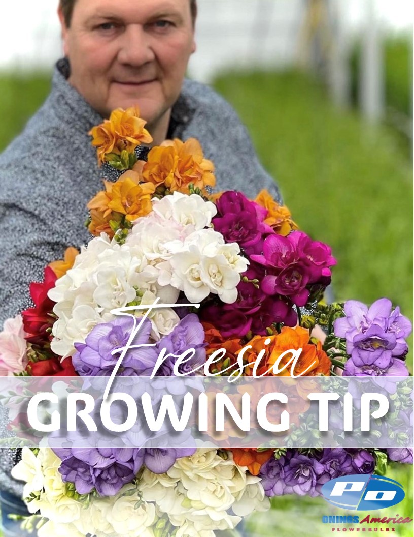 Freesia Growing Tip - Freesia Photo #1