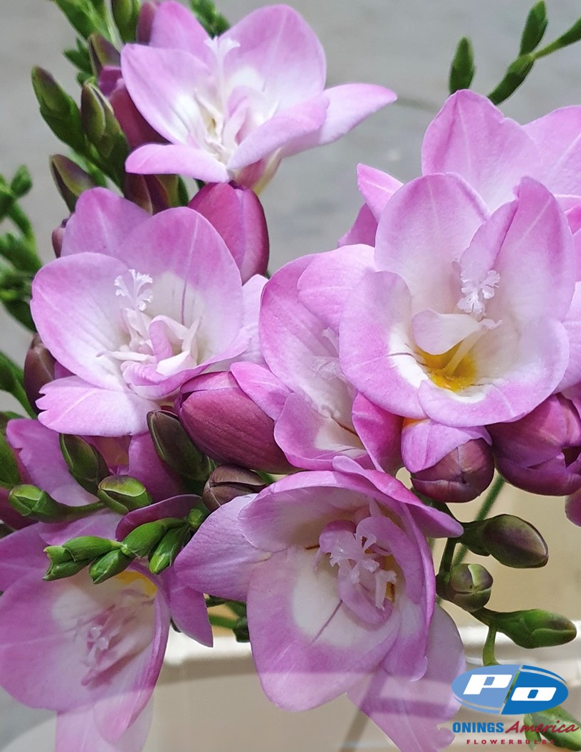 Pink Lady - Freesia