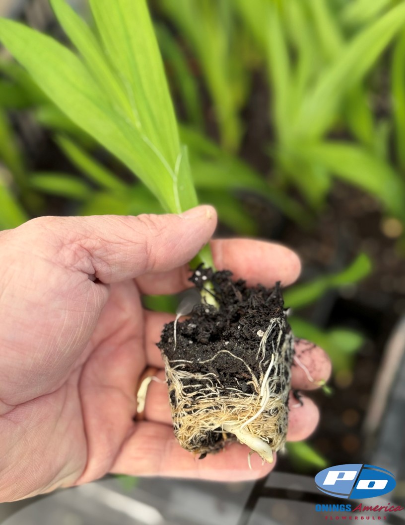 Freesia Growing Tip - Freesia Photo #2