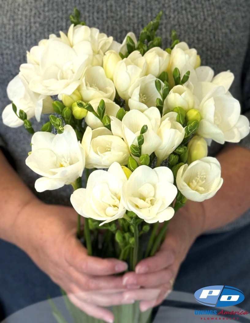 Pure Heaven - Freesia Photo #2