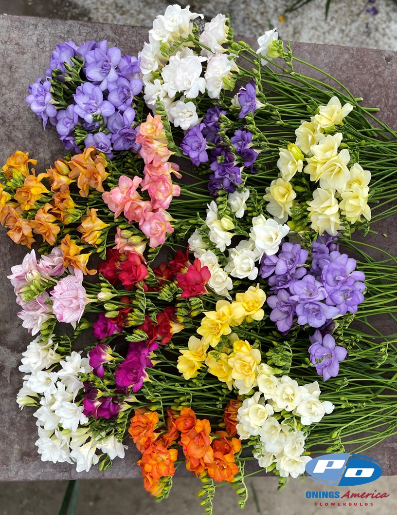 Freesia Growing Tip - Freesia Photo #2