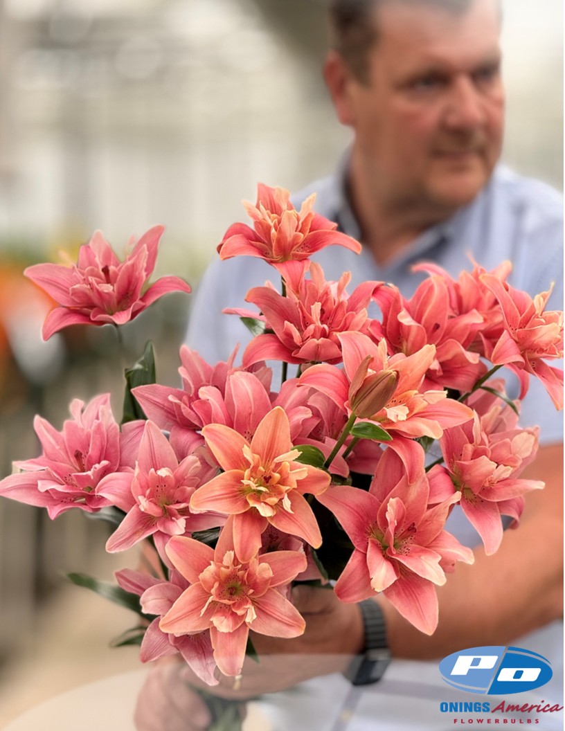 Butterfly Blossom (aka Frontline) - Double / Pollen-less LxA Hybrid Lilies Photo #1
