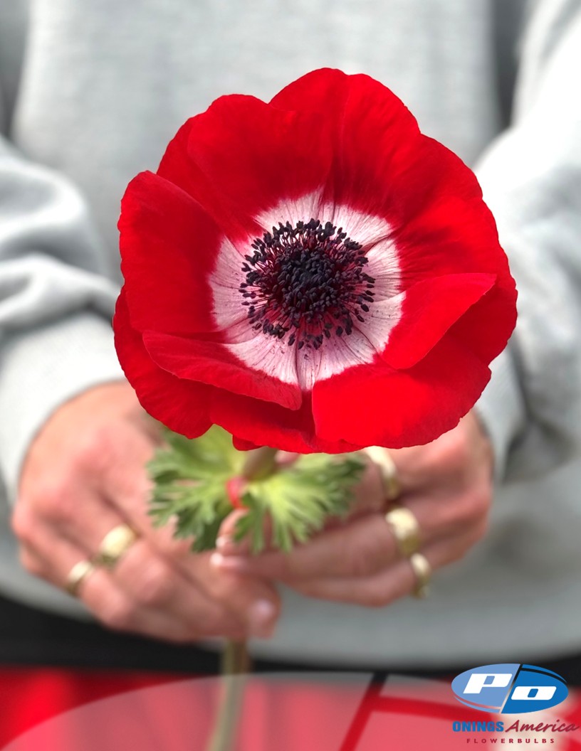 Mistral Fuego - Mistral Anemone Photo #2