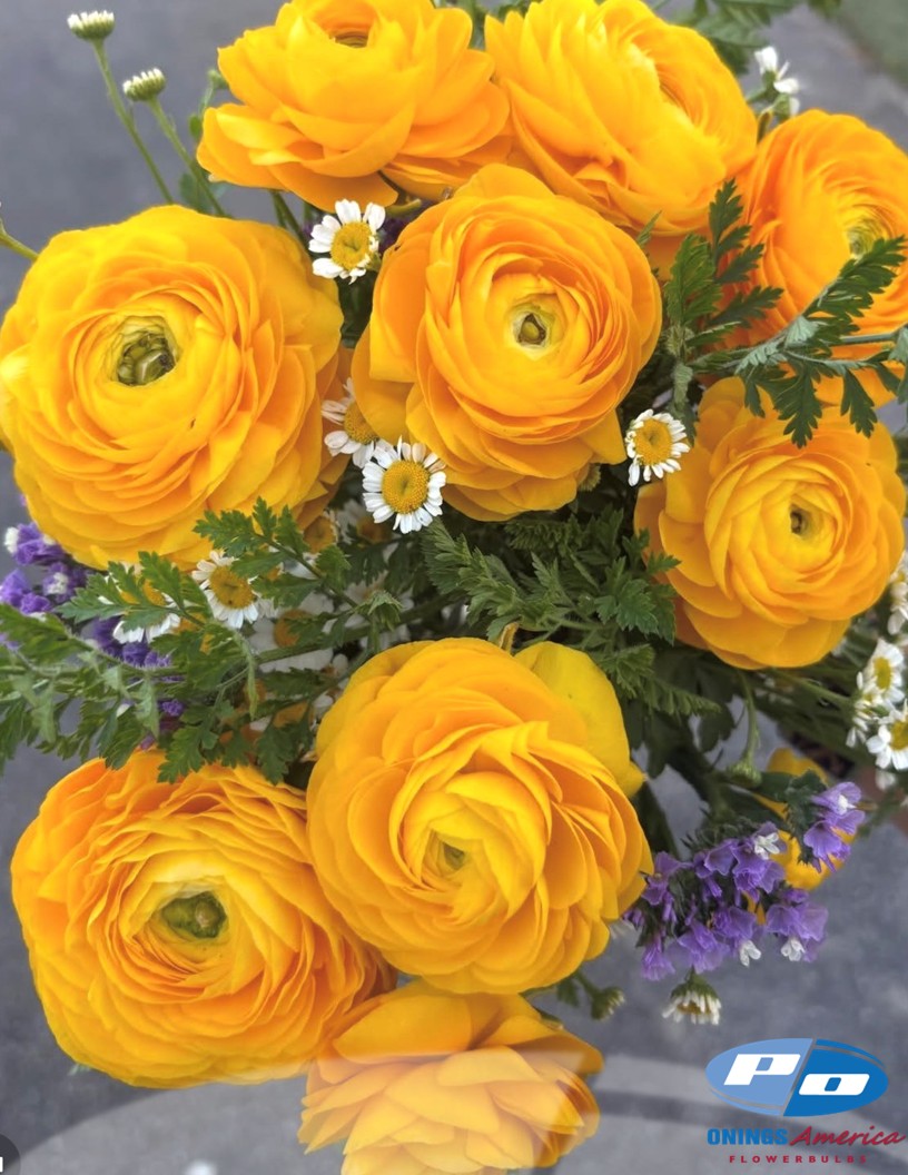 Elegance Giallo 21-10 - Elegance® Ranunculus Photo #1