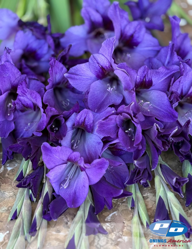 Cookie - Gladiolus Photo #2