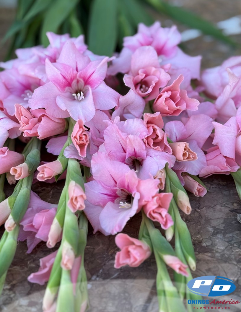 Adrenalin - Gladiolus Photo #2