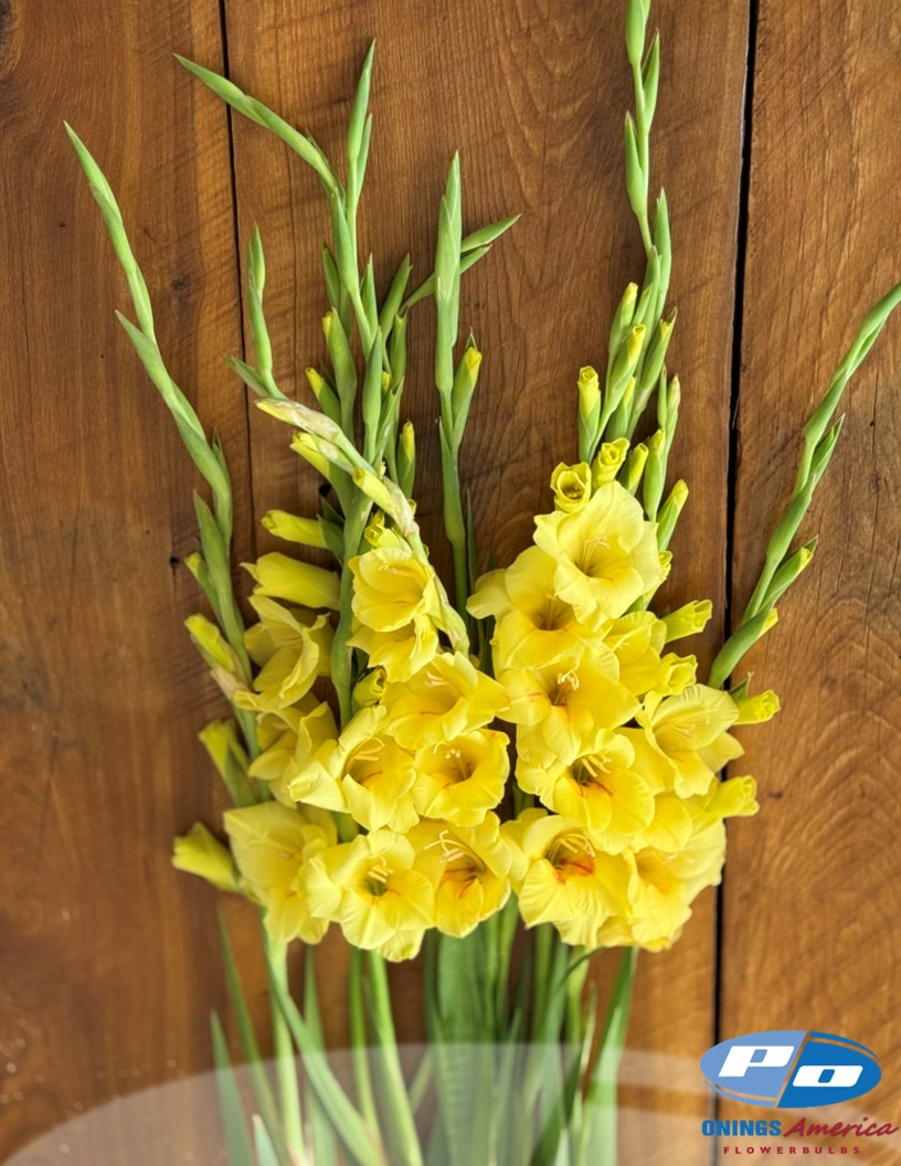 Bananarama - Gladiolus Photo #2