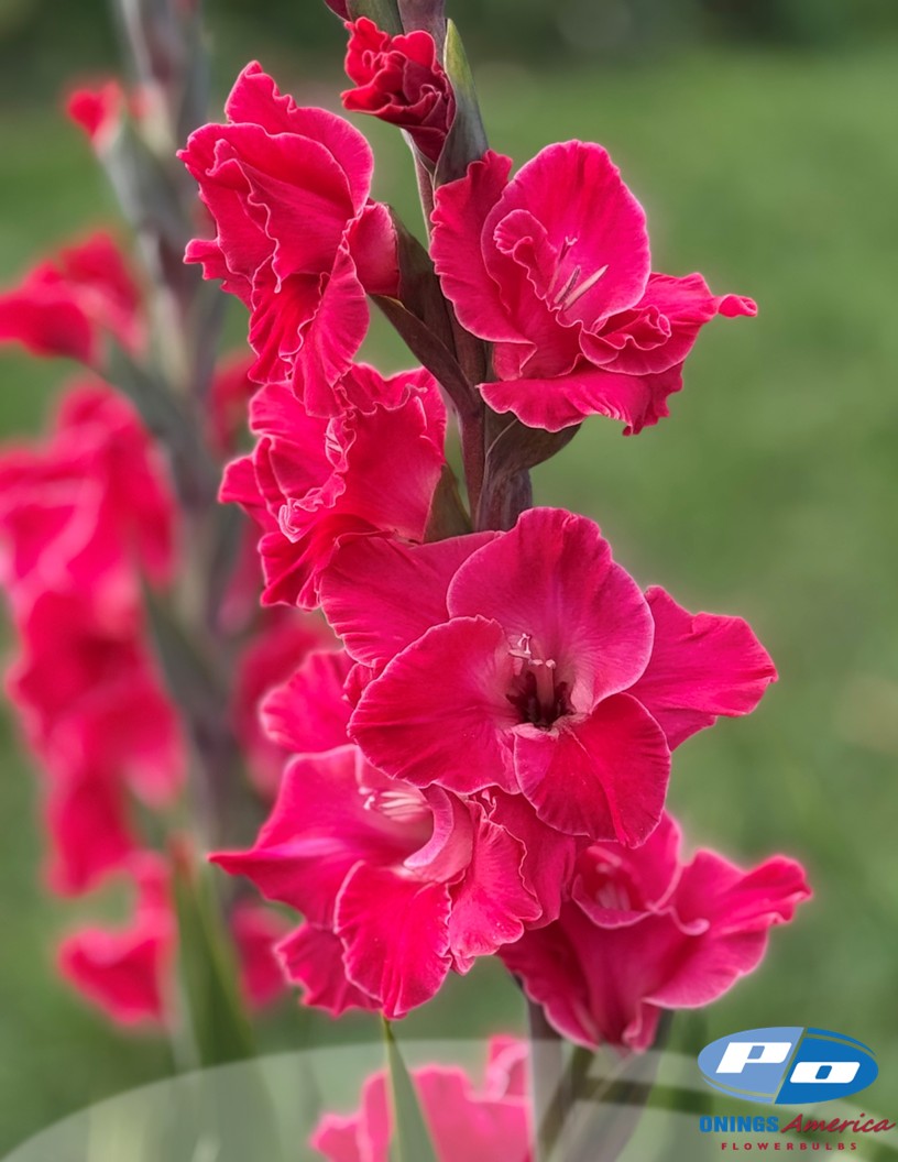 Fairytale Pink - Gladiolus Photo #2