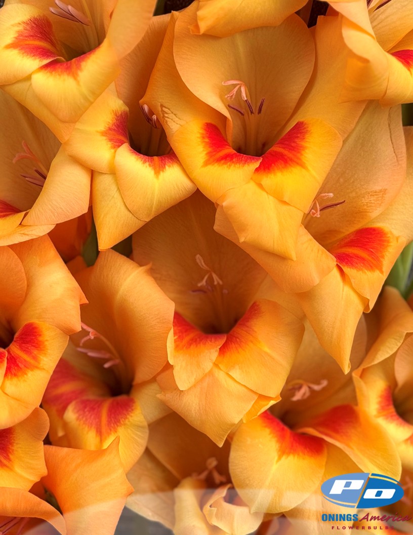 Flevo Beach - Gladiolus Photo #2
