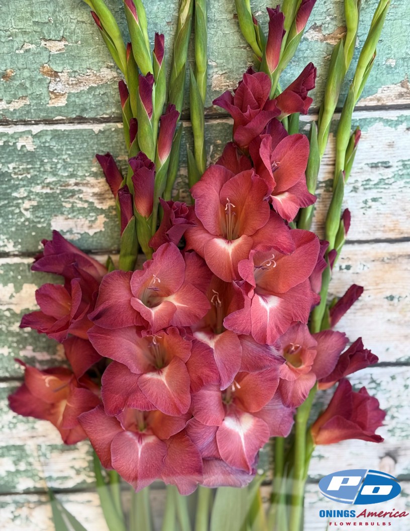 Indian Summer - Gladiolus Photo #1
