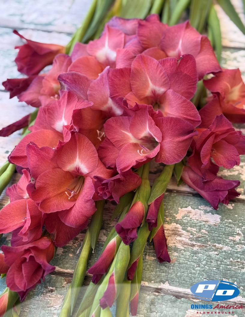 Indian Summer - Gladiolus Photo #2