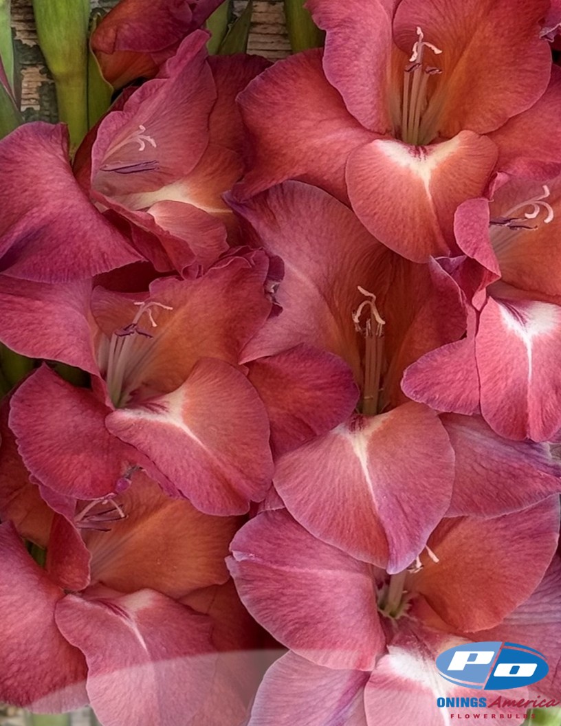 Indian Summer - Gladiolus Photo #2