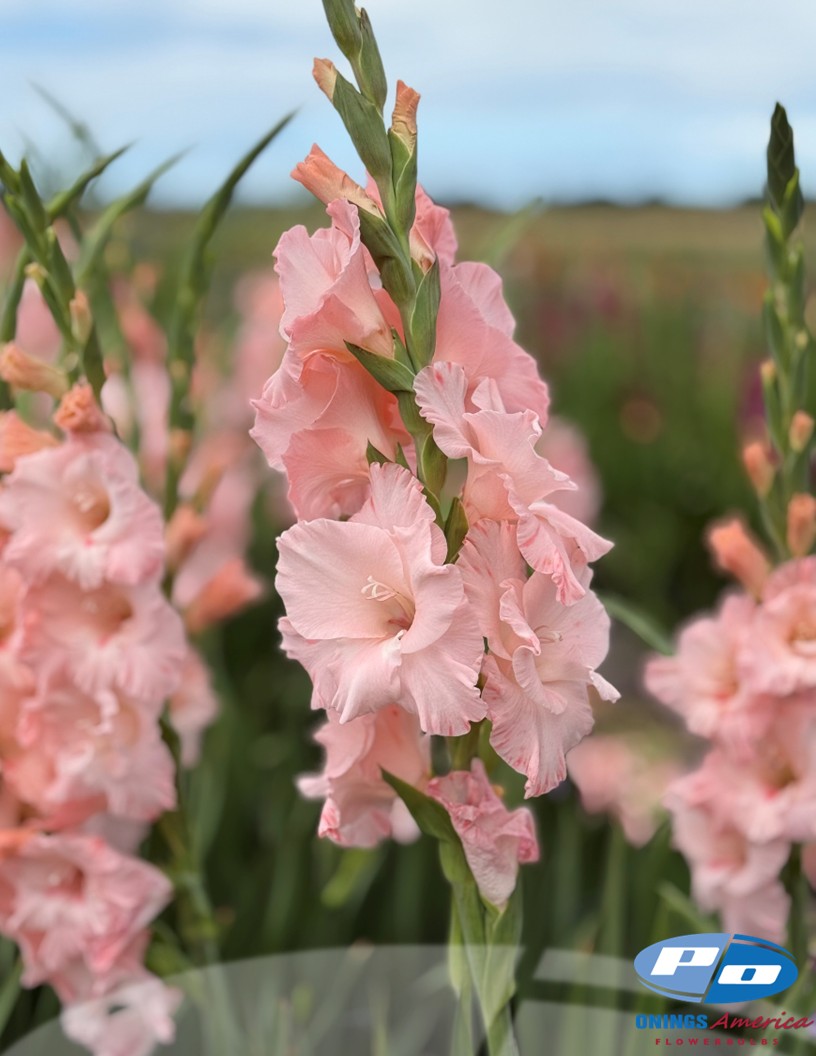 Jamara - Gladiolus Photo #2
