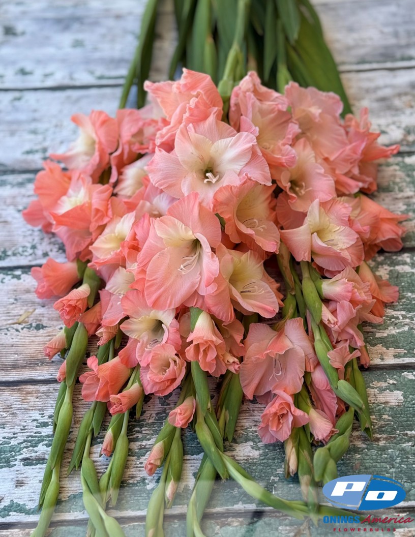 Karma - Gladiolus Photo #2