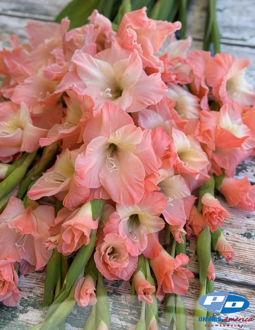 Karma - Gladiolus Photo #2