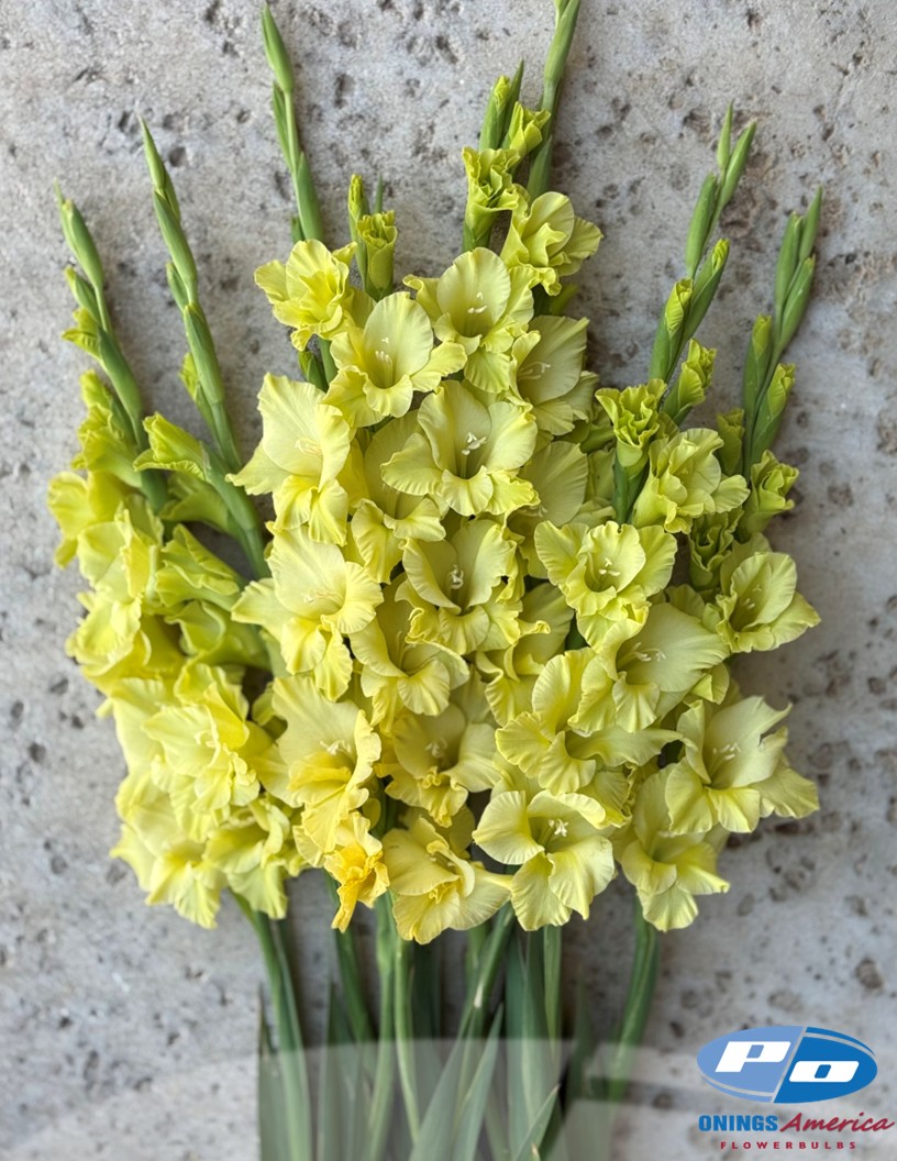 Kio - Gladiolus Photo #1