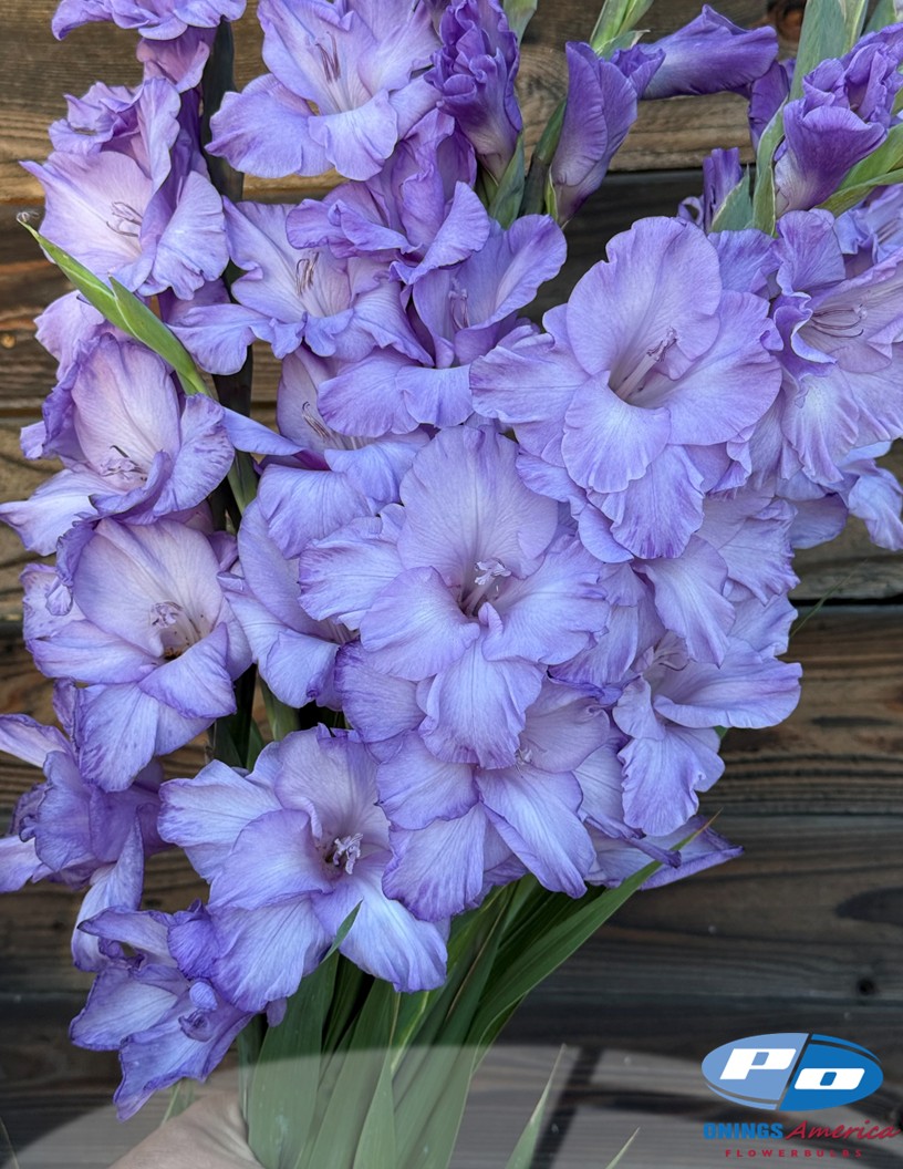 Milka  - Gladiolus Photo #2