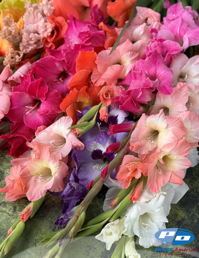 Gladiolus Mix - Gladiolus Photo #2