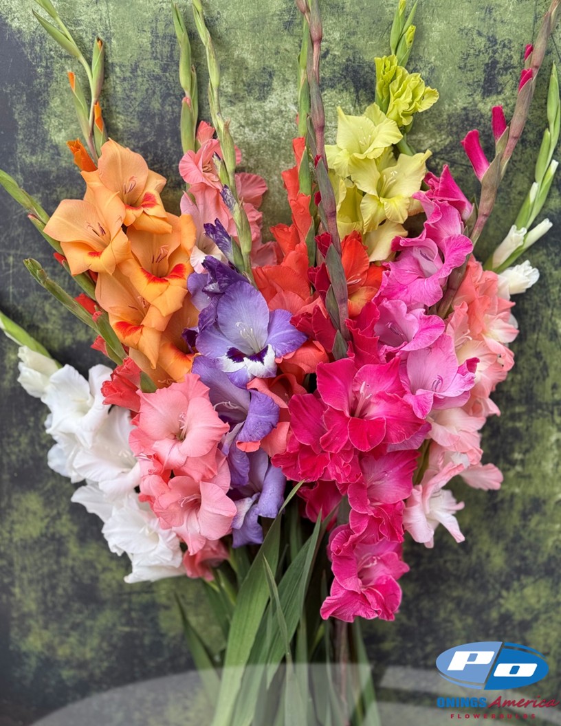 Gladiolus Mix - Gladiolus Photo #2