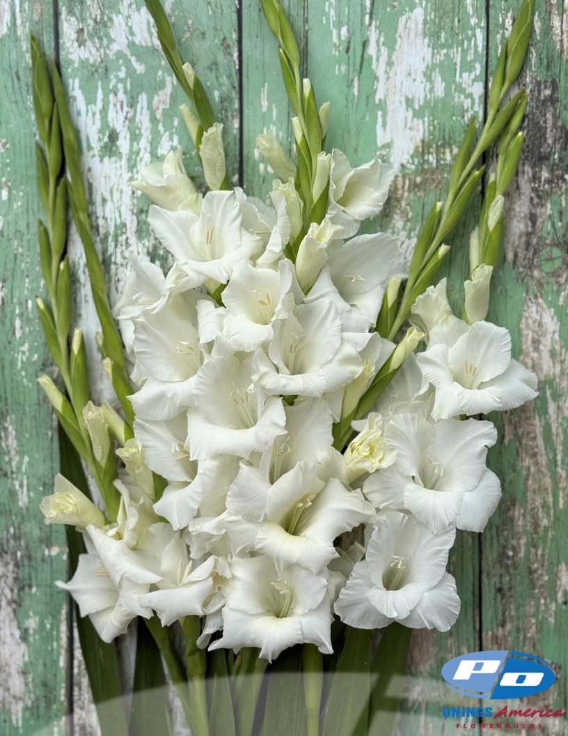 Nova Zembla - Gladiolus Photo #2