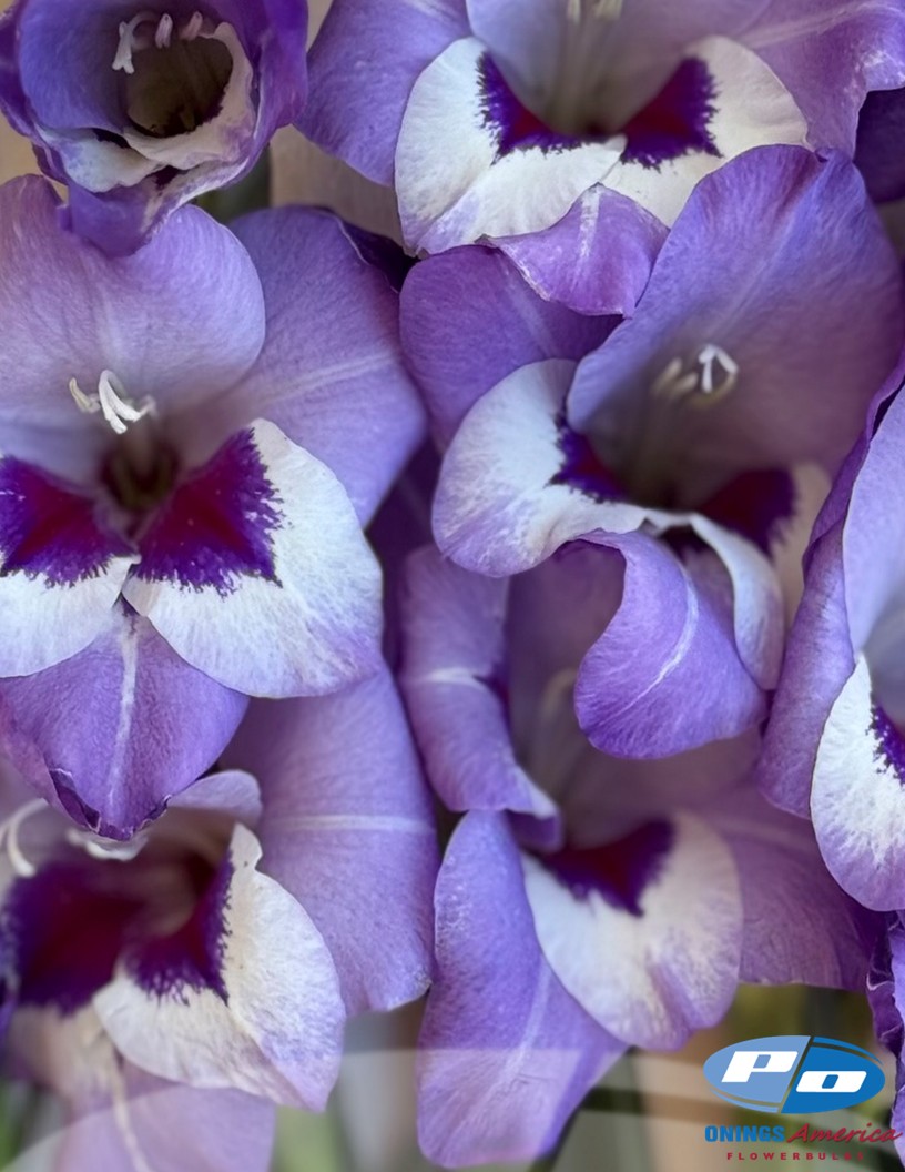 Vista - Gladiolus Photo #2