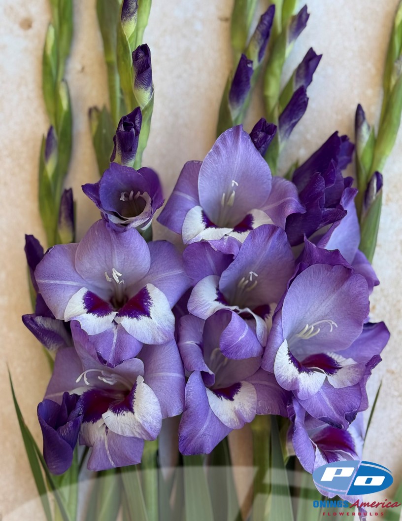 Vista - Gladiolus Photo #2
