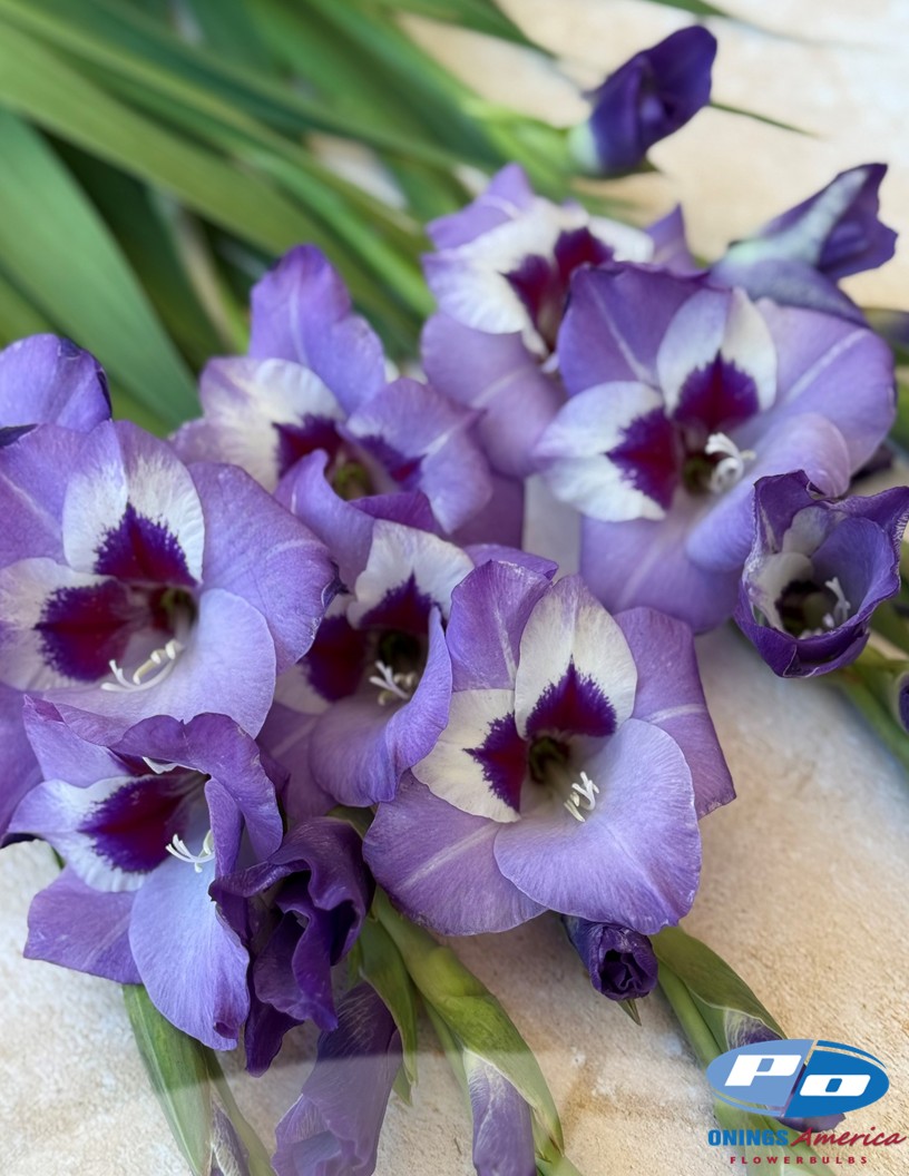 Vista - Gladiolus Photo #2