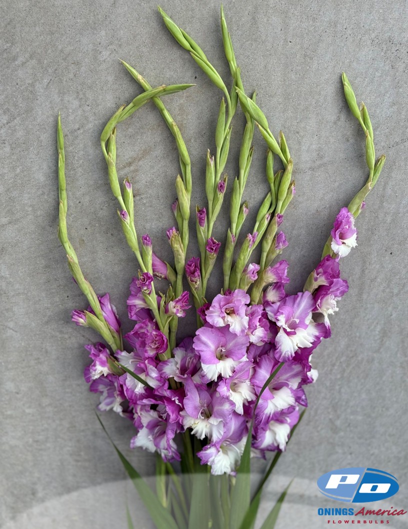 Invictus - Gladiolus Photo #2
