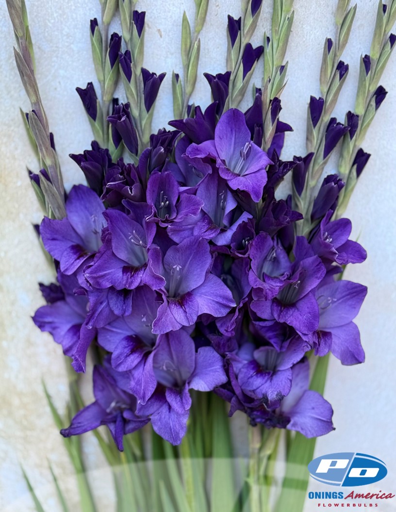 Cookie - Gladiolus Photo #2