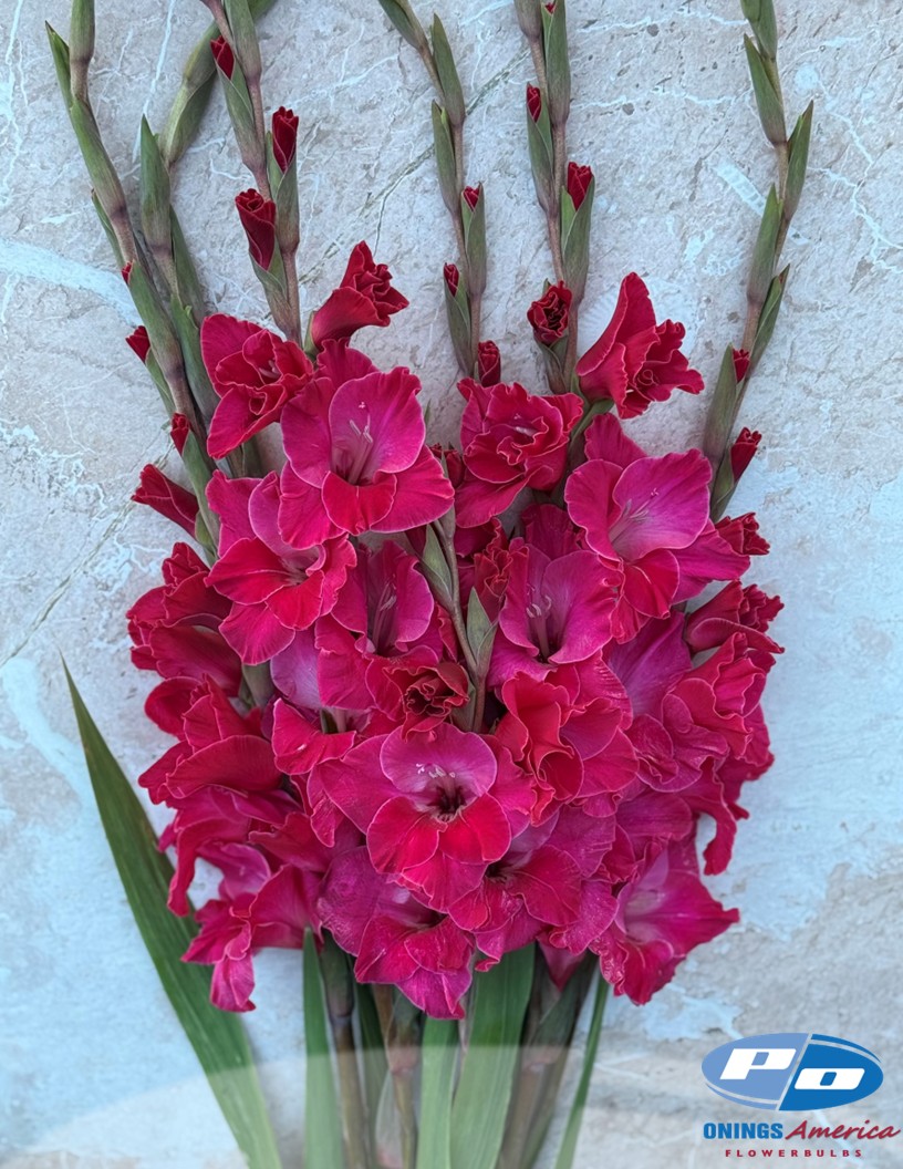 Fairytale Pink - Gladiolus Photo #2