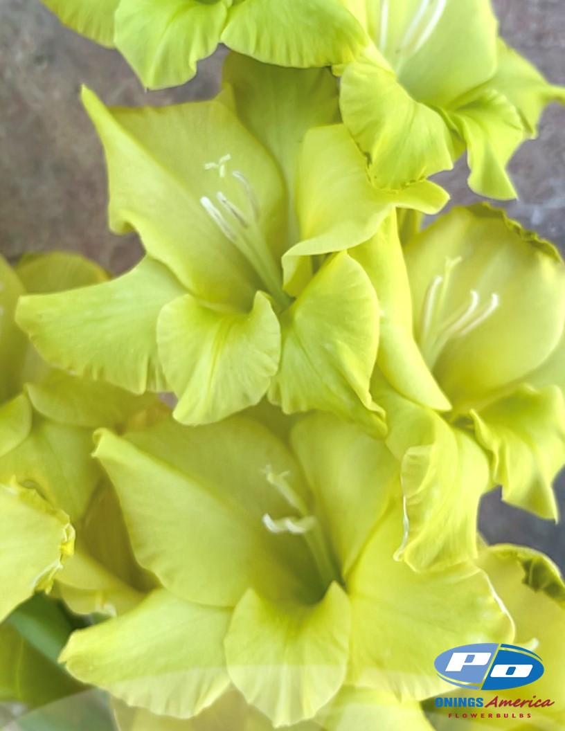 Kio - Gladiolus Photo #2