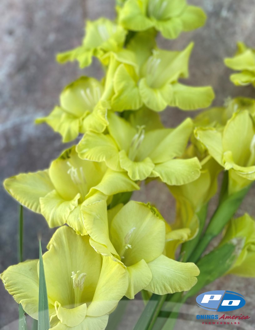 Kio - Gladiolus Photo #2