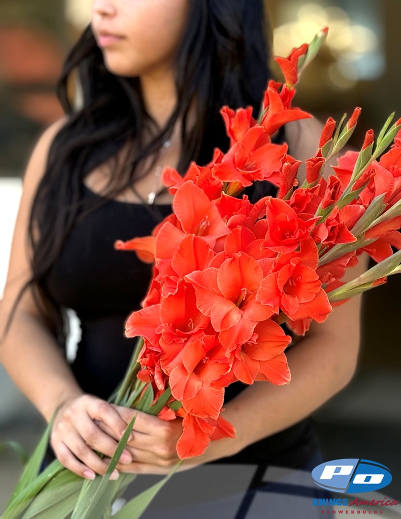 Live Oak - Gladiolus Photo #2
