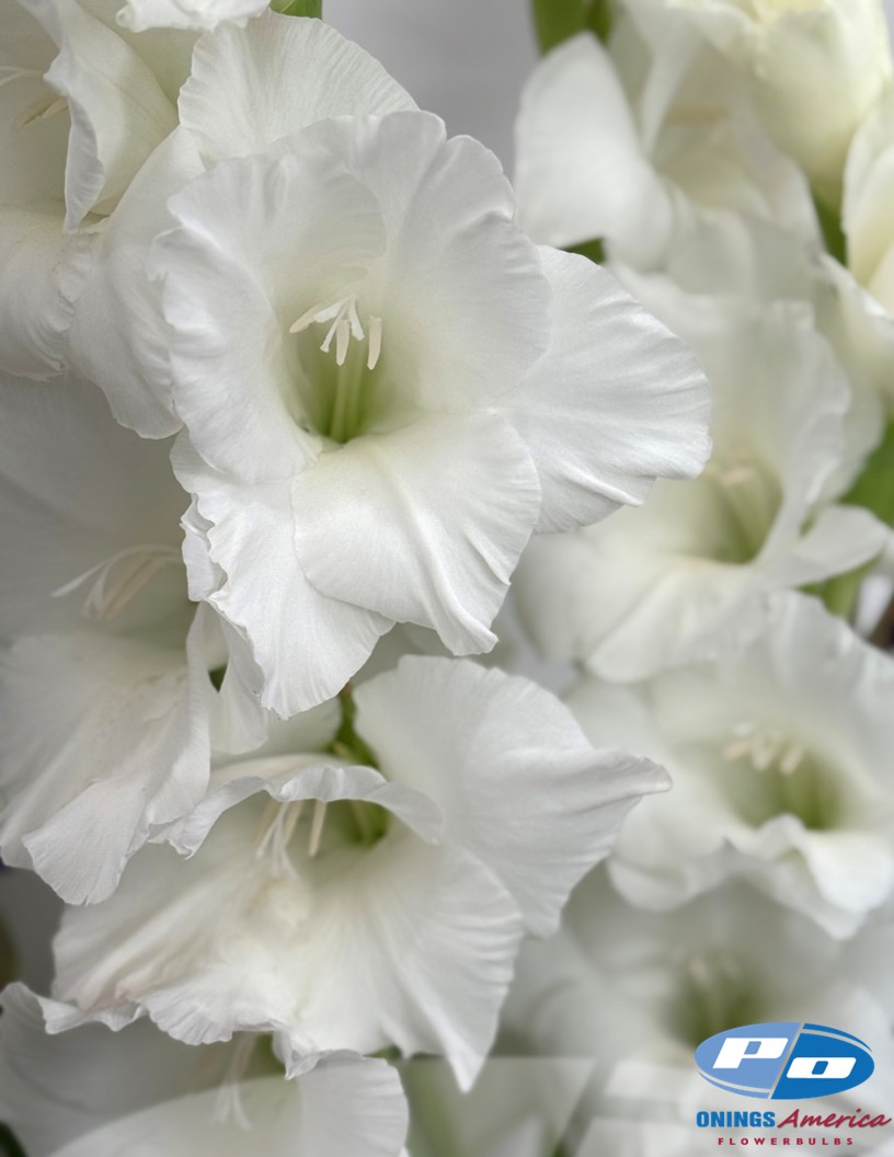 Nova Zembla - Gladiolus Photo #2