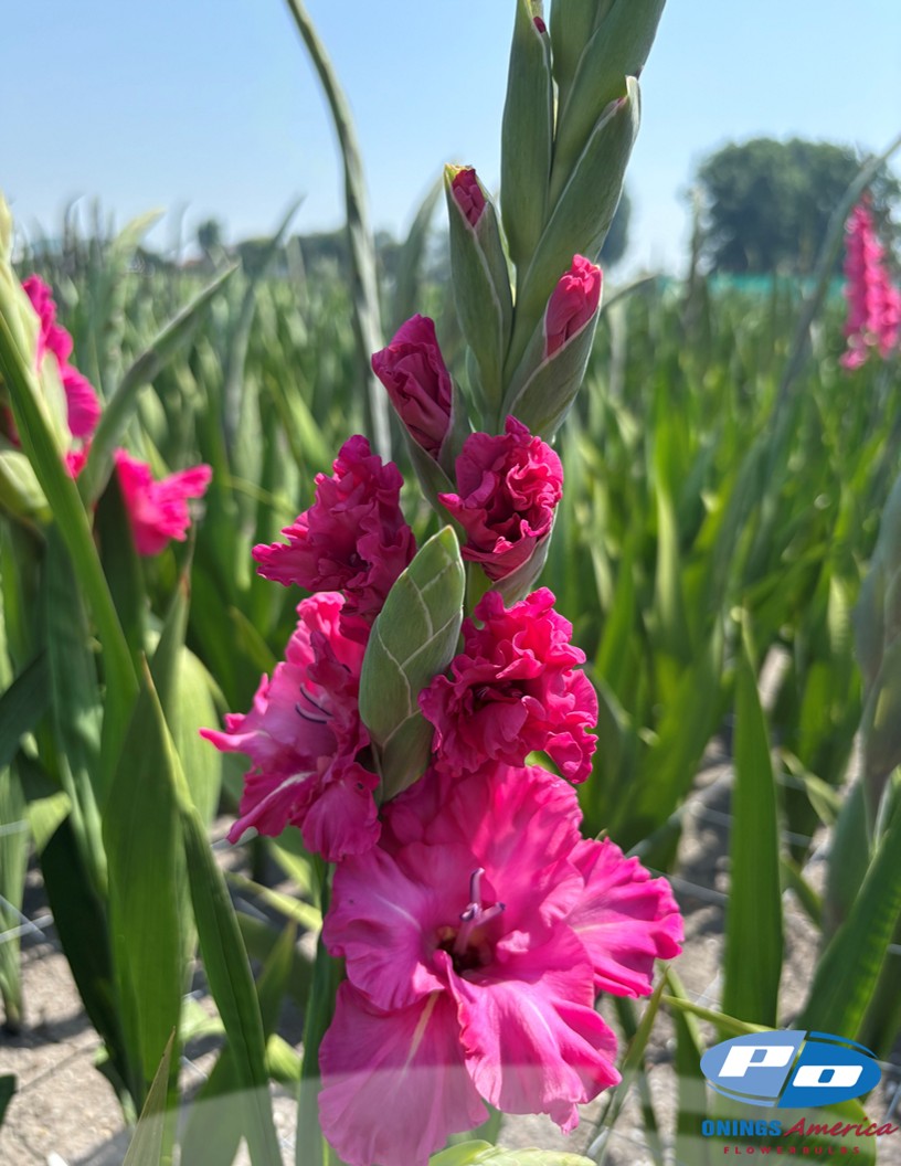 Sweet Love - Gladiolus Photo #2