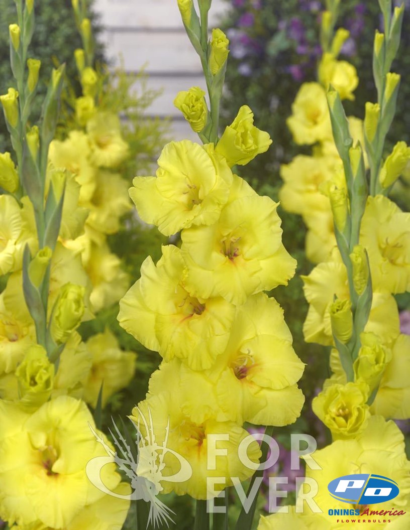 Bananarama - Gladiolus Photo #2