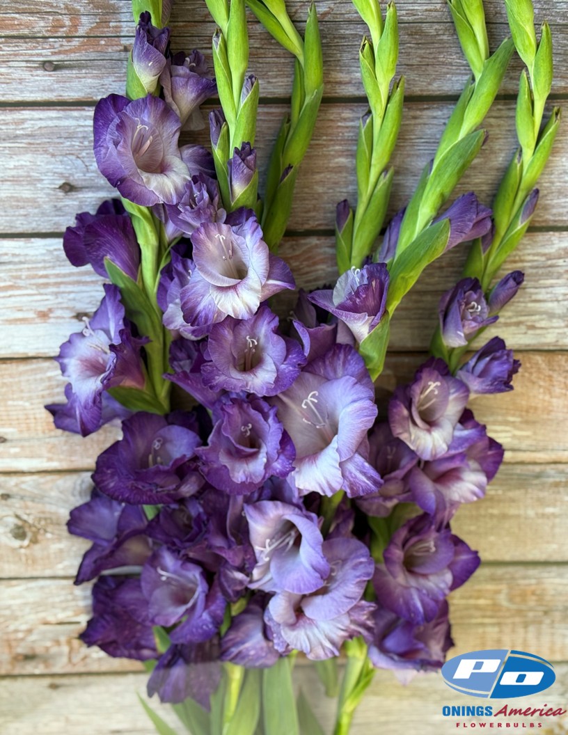 Flevo Nautica - Gladiolus Photo #2