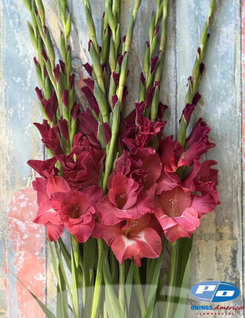 Indian Summer - Gladiolus Photo #1