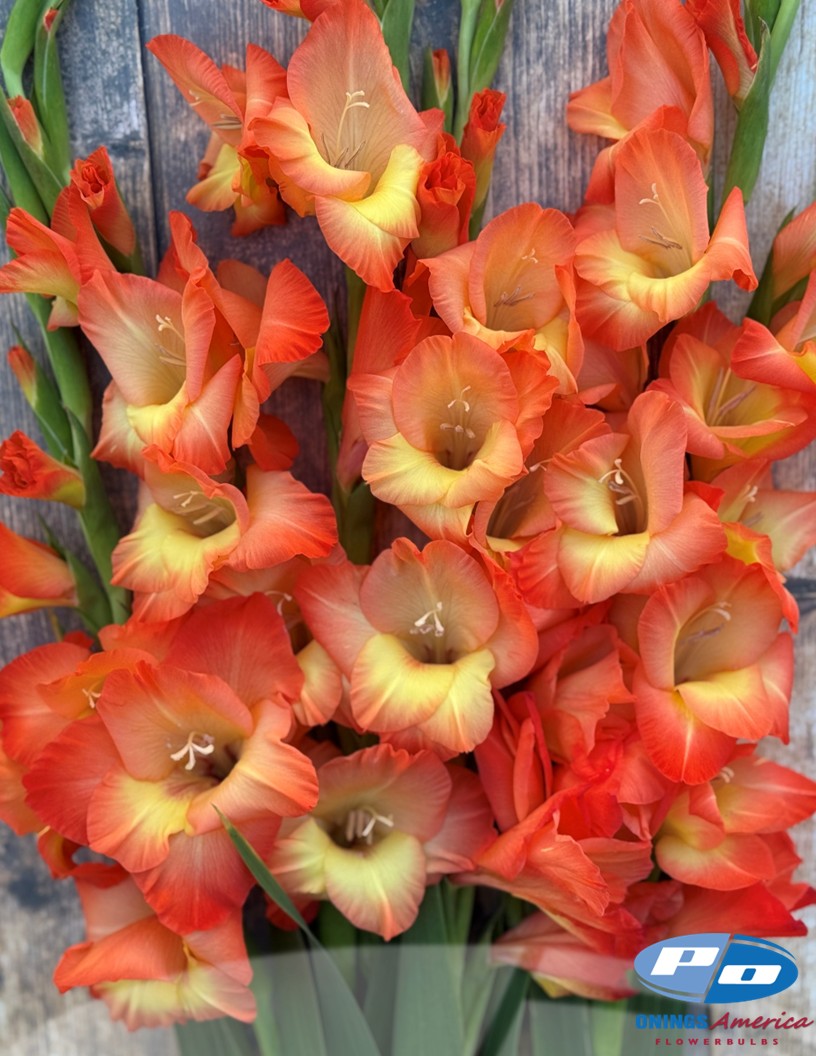 Orange Sun - Gladiolus Photo #2