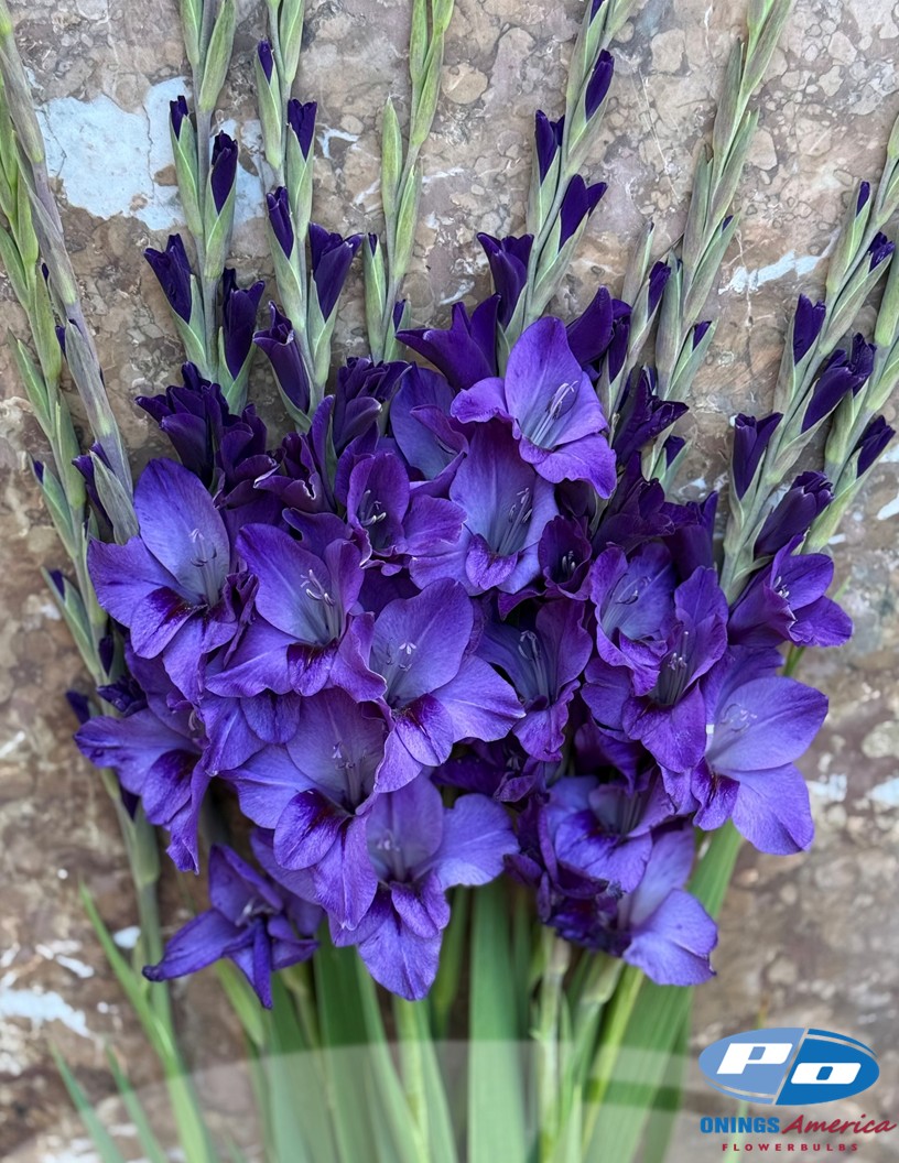 Cookie - Gladiolus Photo #1