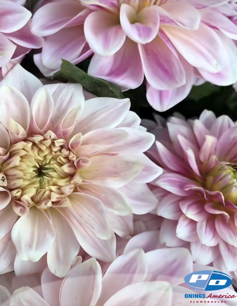 Glossy Carlita - Dahlia Photo #2
