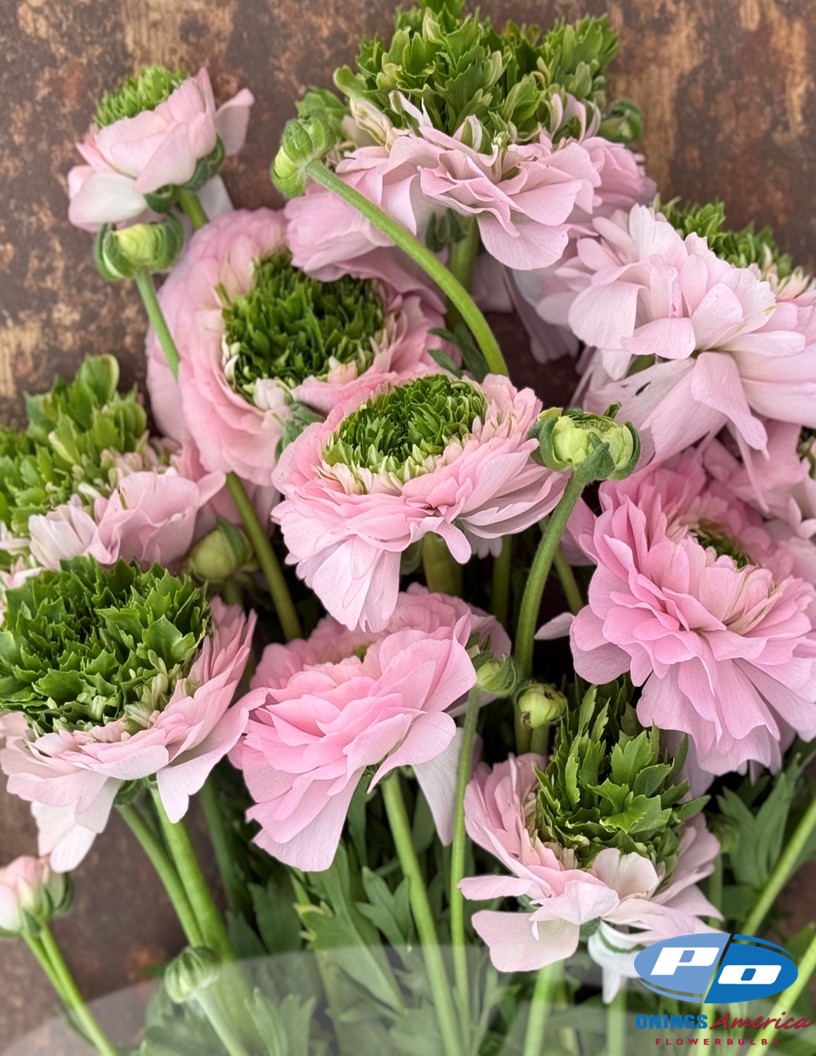Cloni Success Green Pink - Cloni® Ranunculus Photo #2