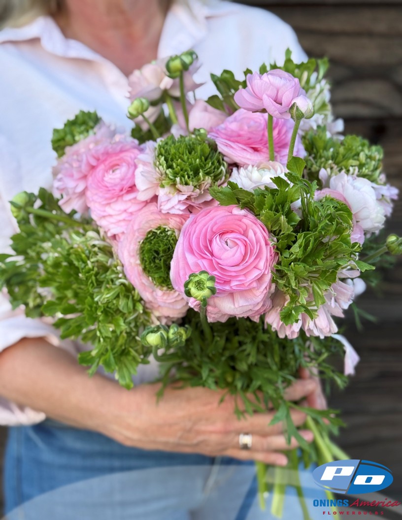 Cloni Success Green Pink - Cloni® Ranunculus Photo #2