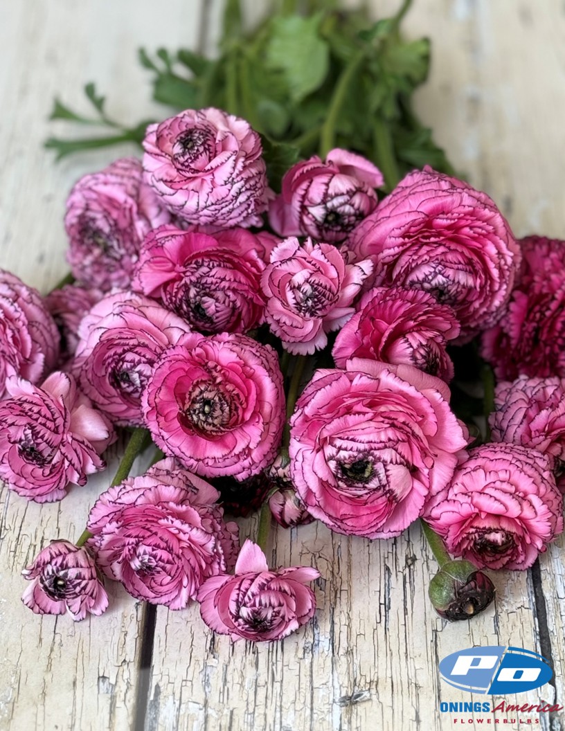 Elegance Hot Pink Striato 747-19 - Elegance® Ranunculus Photo #2