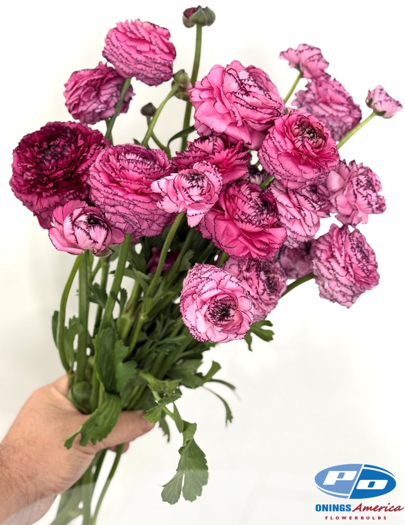 Elegance Hot Pink Striato 747-19 - Elegance® Ranunculus Photo #2
