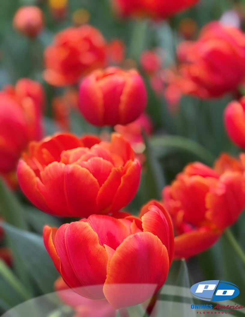 Icoon - Tulips Photo #2